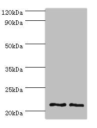 DNAL1 Antibody