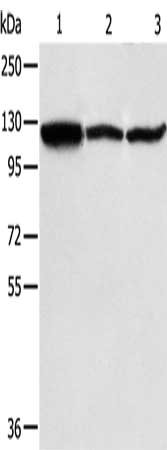 HSPH1 Antibody