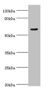 TAF1B Antibody