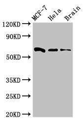 SGO1 Antibody