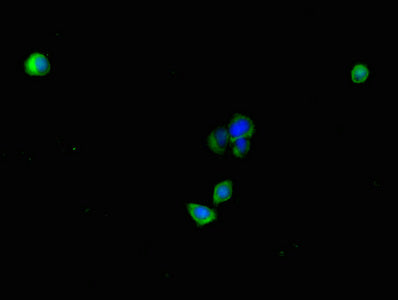 PLAC9 Antibody