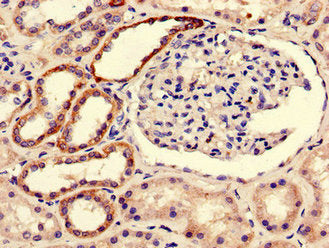 BOLA3 Antibody