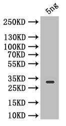 Icarapin Antibody