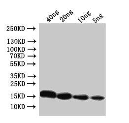 Conotoxin mr3e Antibody