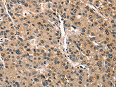 CRIM1 Antibody