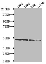 clfA Antibody