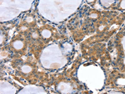 GNAT3 Antibody