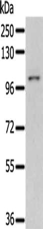 PSMD2 Antibody