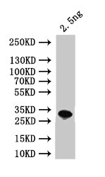 ALD4 Antibody