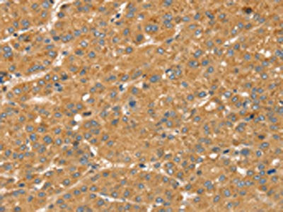 SNX2 Antibody