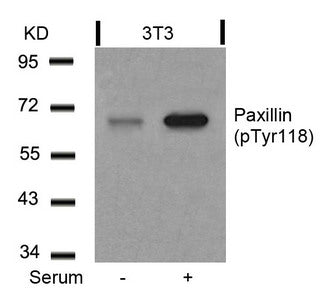 Phospho-PXN (Tyr118) Antibody