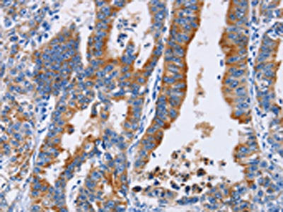 ANXA4 Antibody