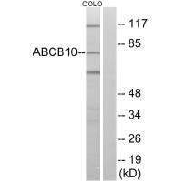 ABCB10 Antibody