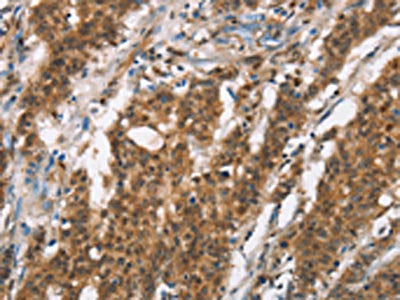 BCAS4 Antibody