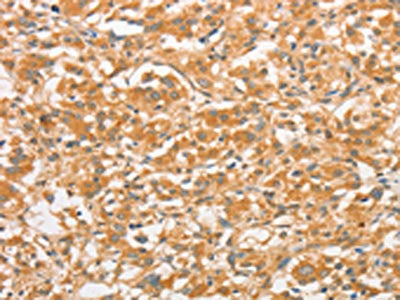 TLR3 Antibody
