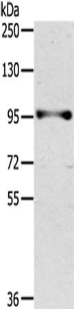 PROX1 Antibody