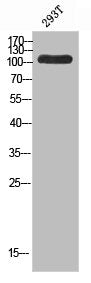 TOP3A Antibody