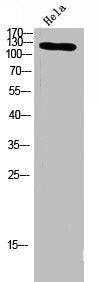 ITGA3 Antibody