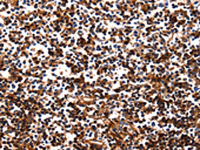 HP Antibody