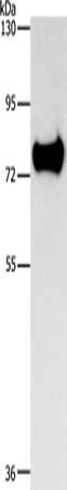 SYN1 Antibody