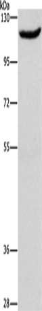 ERAP1 Antibody