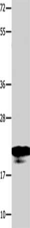 NME1 Antibody
