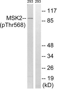 Phospho-RPS6KA4 (Thr568) Antibody