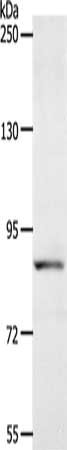 ACAD11 Antibody