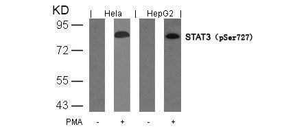 Phospho-STAT3 (Ser727) Antibody