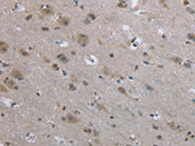 EGFL8 Antibody