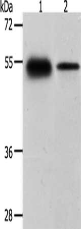 CA14 Antibody
