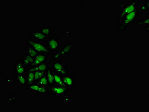 LBH Antibody