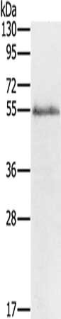 GJA9 Antibody