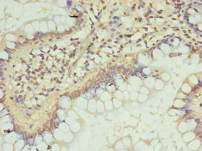ZC3H12A Antibody