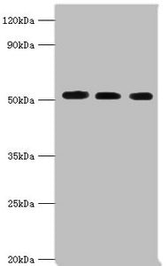 PDCD4 Antibody
