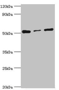 PDCD4 Antibody