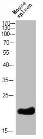 BCL2 Antibody