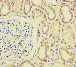 SPIN4 Antibody