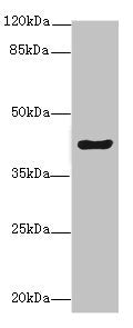 MEST Antibody