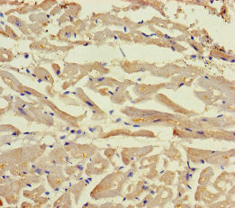 BEX5 Antibody