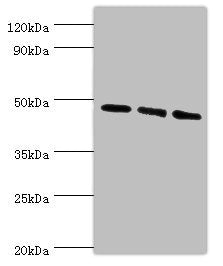 WIPI1 Antibody