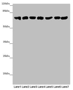 EFHC1 Antibody