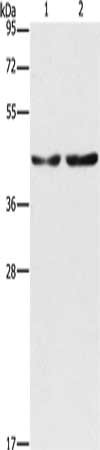 CBX6 Antibody