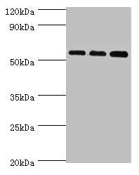 ACSM3 Antibody