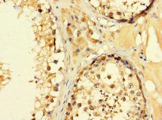 C2orf83 Antibody
