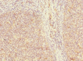 SH3D19 Antibody