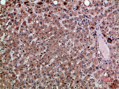 CXCL12 Antibody