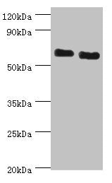 ATAD3B Antibody