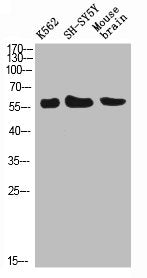 SELE Antibody