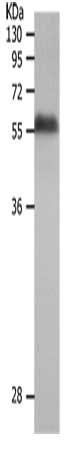 MMP19 Antibody